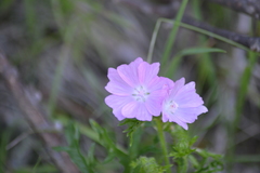 Malva alcea