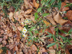 Aster ageratoides ageratoides