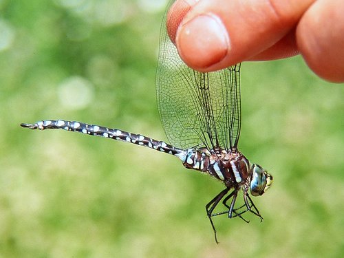 Sedge Darner, Bald Mountain Brook Meadow, Mt. Carleton Provincial Park, Northumberland County, NB, Canada, photo 5 of 10
