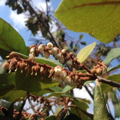 Clethra macrophylla