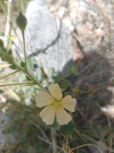 Image of Indian Anoda (Anoda abutiloides) by no rights reserved