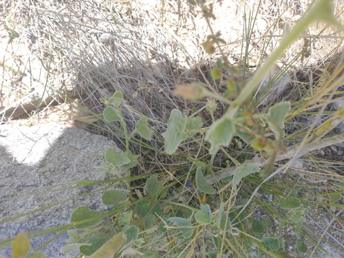 Image of Indian Anoda (Anoda abutiloides) by no rights reserved