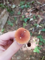 Lactarius luculentus