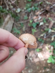 Lactarius luculentus