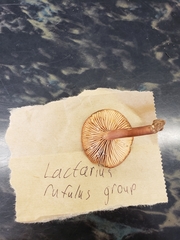 Lactarius luculentus