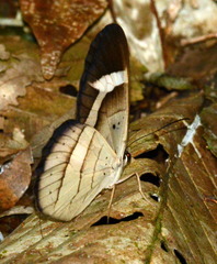 Pierella hortona