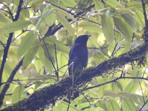 Niltava grandis