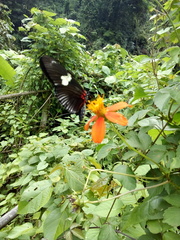 Heliconius doris viridis