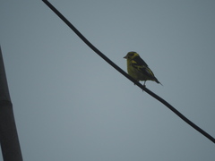 Chloris spinoides