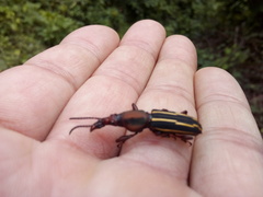 Estenorhinus flavolineatus