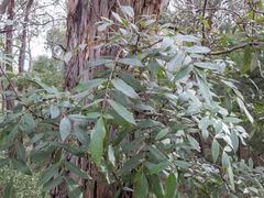 Polyscias sambucifolia