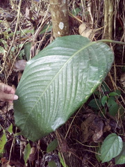 Stromanthe macrochlamys