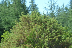 Juniperus communis communis