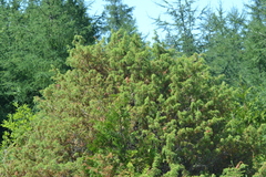 Juniperus communis communis
