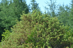 Juniperus communis communis