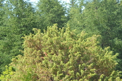 Juniperus communis communis