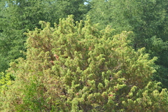 Juniperus communis communis