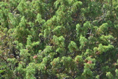 Juniperus communis communis