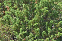 Juniperus communis communis