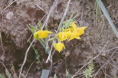 Calochortus amabilis