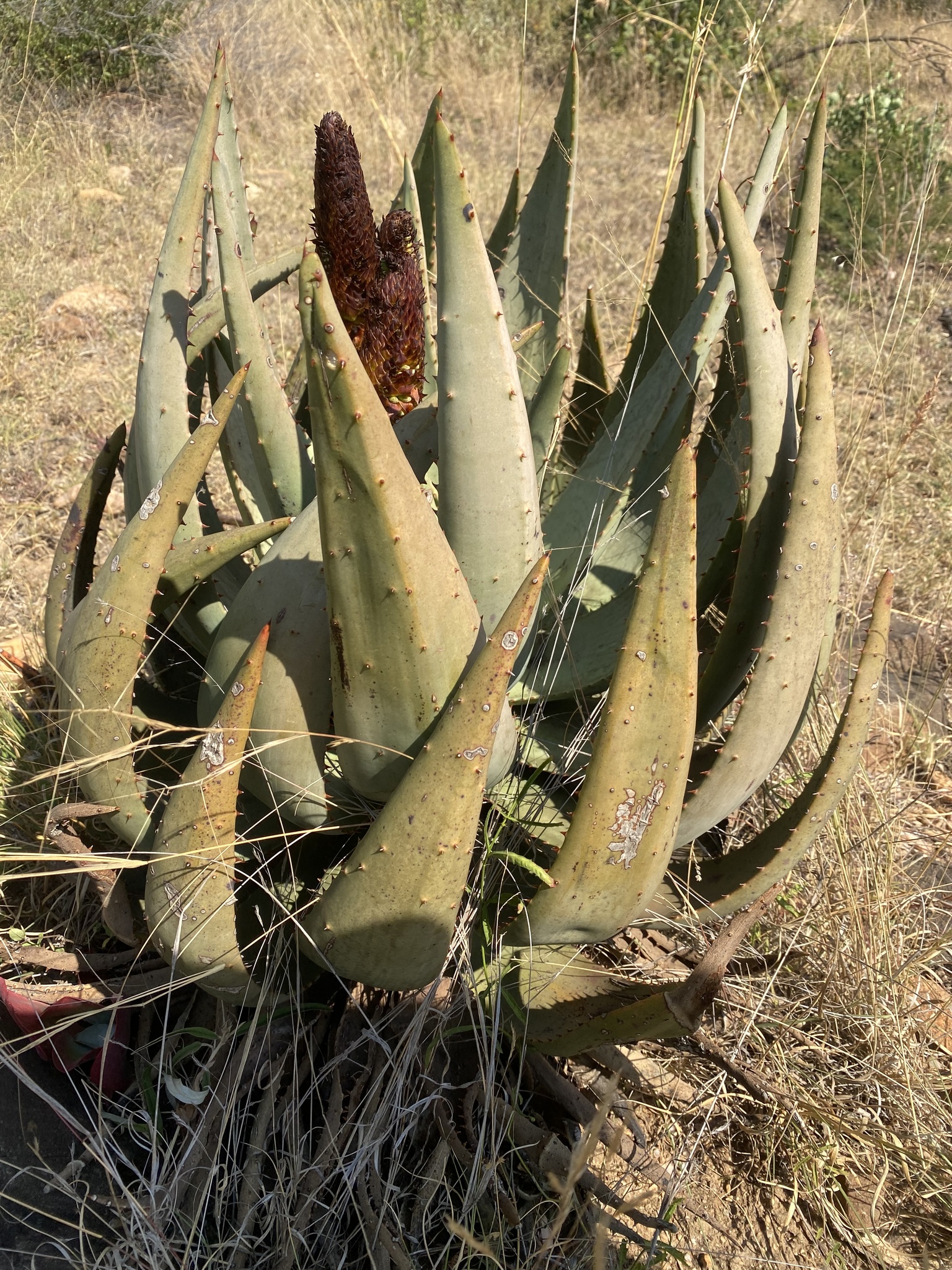 Imagem de Aloe espinhosa