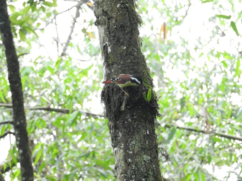 Red-tailed Minla (Minla ignotincta), photo 10