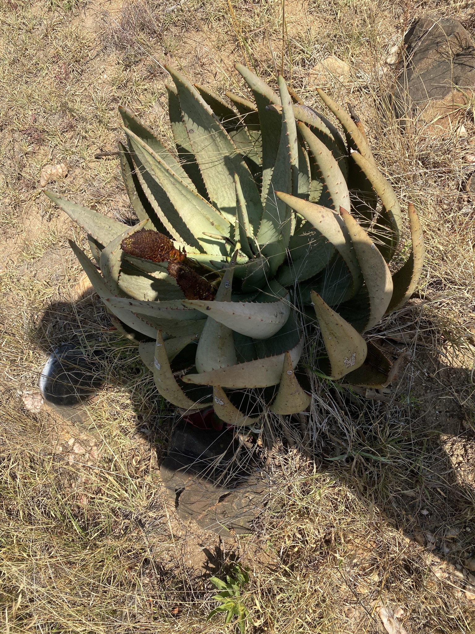 Imagem de Aloe espinhosa