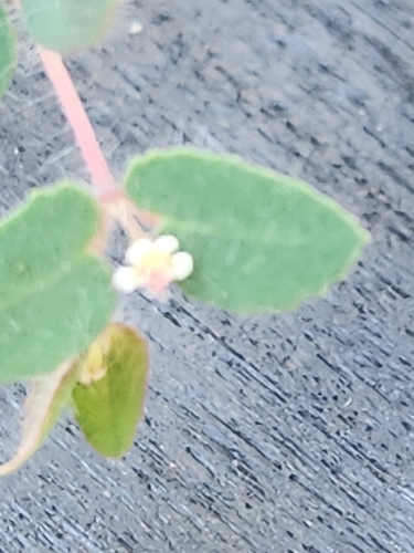 Image of Euphorbia villifera by (c) Jo Roberts, some rights reserved (CC BY)
