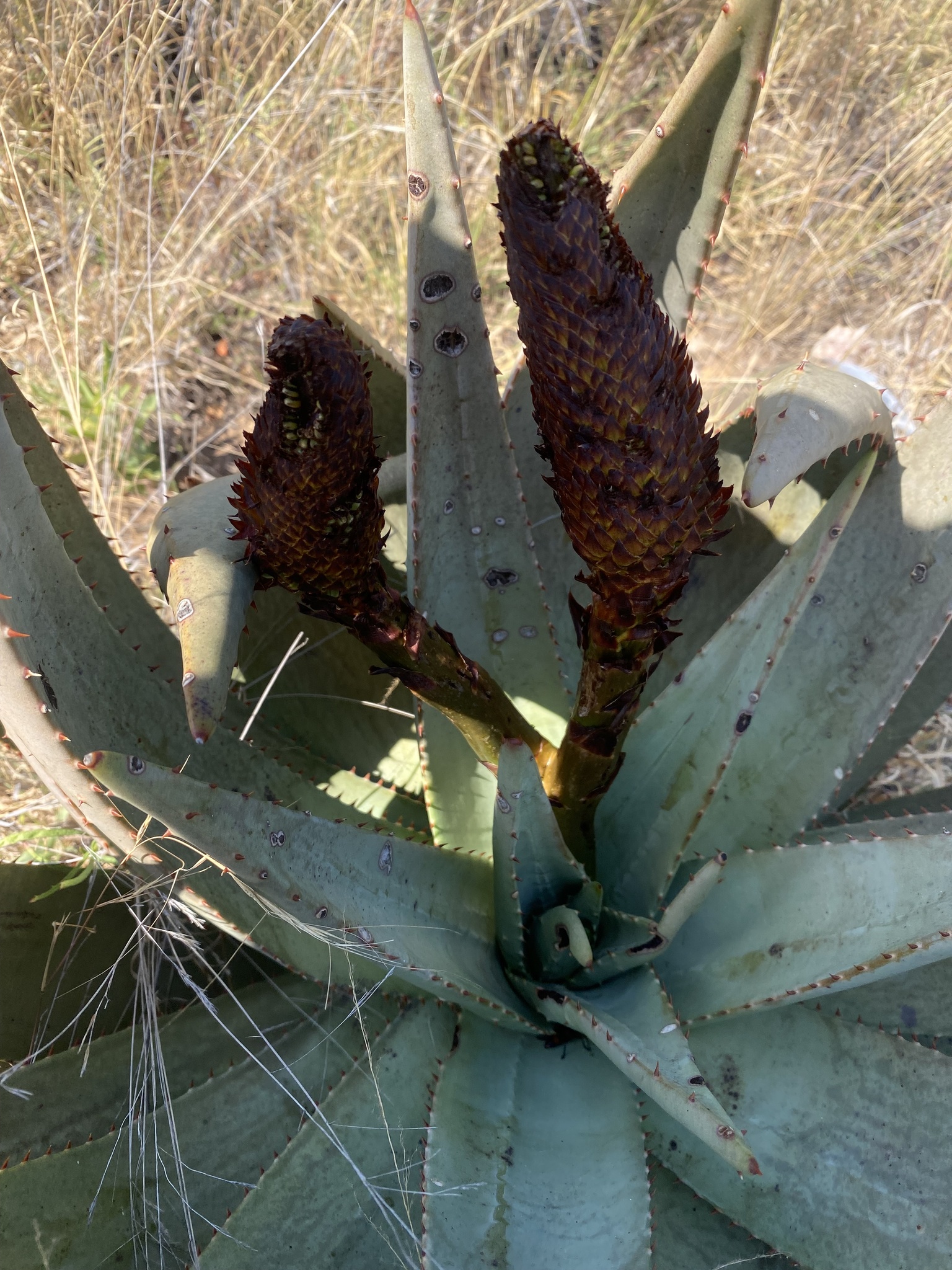 Imagem de Aloe espinhosa