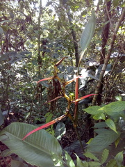 Heliconia schiedeana