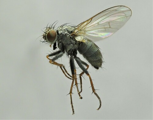 Caricea erythrocera