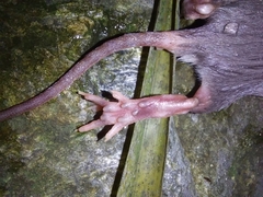Caribbean Spiny Pocket Mouse photo 4