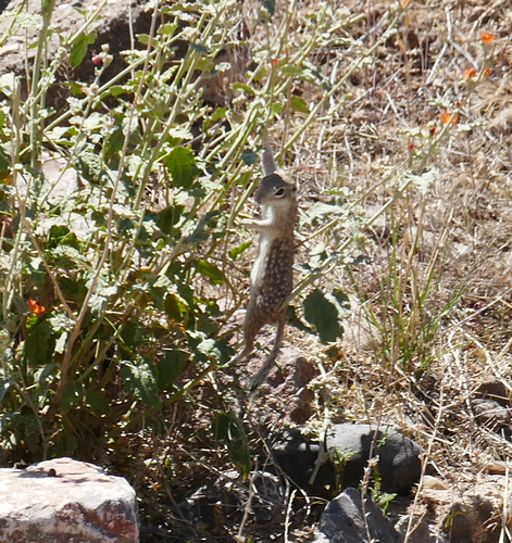 Spotted Ground Squirrel