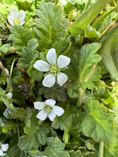 Erodium maritimum (L.) L'Hér.