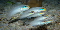 Blueband Goby photo 2