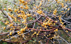 Cerococcus quercus
