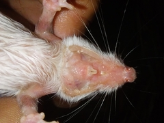 Caribbean Spiny Pocket Mouse photo 5