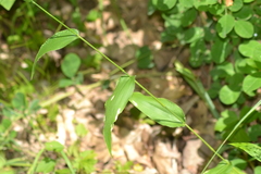 Dichanthelium latifolium