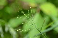 Dichanthelium latifolium