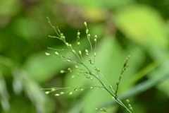 Dichanthelium latifolium