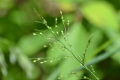Dichanthelium latifolium