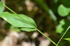 Dichanthelium latifolium