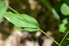 Dichanthelium latifolium
