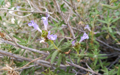 Salvia eremostachya