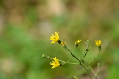 Hieracium scabrum