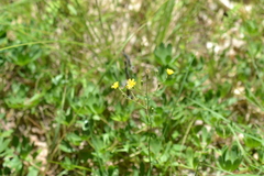 Hieracium scabrum