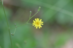 Hieracium scabrum