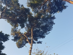 Pinus densiflora