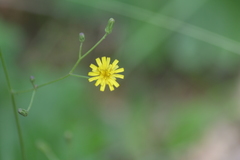 Hieracium scabrum