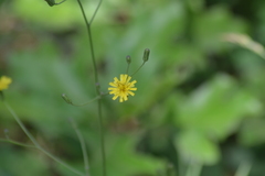 Hieracium scabrum